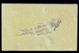 Bargain, Detailed Fossil Fish (Knightia) - Wyoming #120414-1